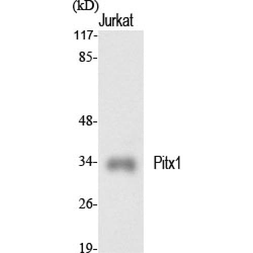 PITX1 Antibody (90-170 aa, Internal)