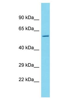 CES4A Antibody (aa497-546)