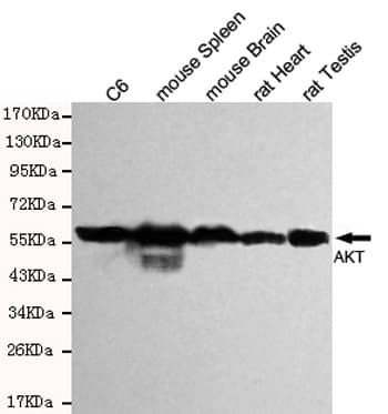 AKT1 Antibody