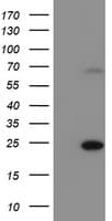 Monoclonal Mouse anti-Human C6orf64 Antibody (clone OTI2H3, Carrier-free, IF, WB)