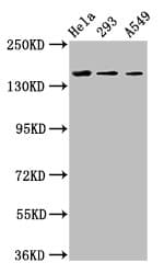 CDON / Cdo Antibody