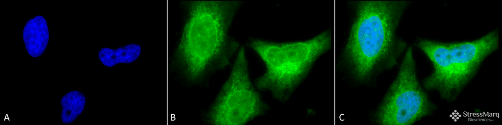 Cytochrome P450 Reductase Antibody (FITC)