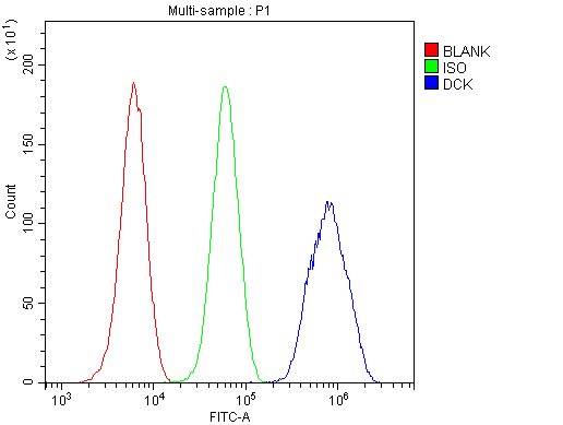 DCK / Deoxycytidine kinase Antibody