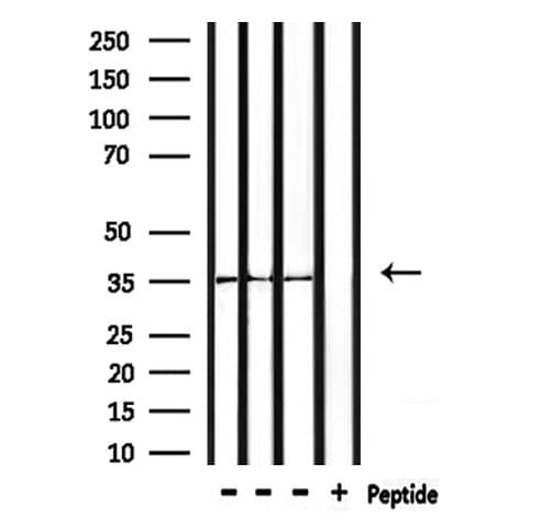 OR52R1 Antibody