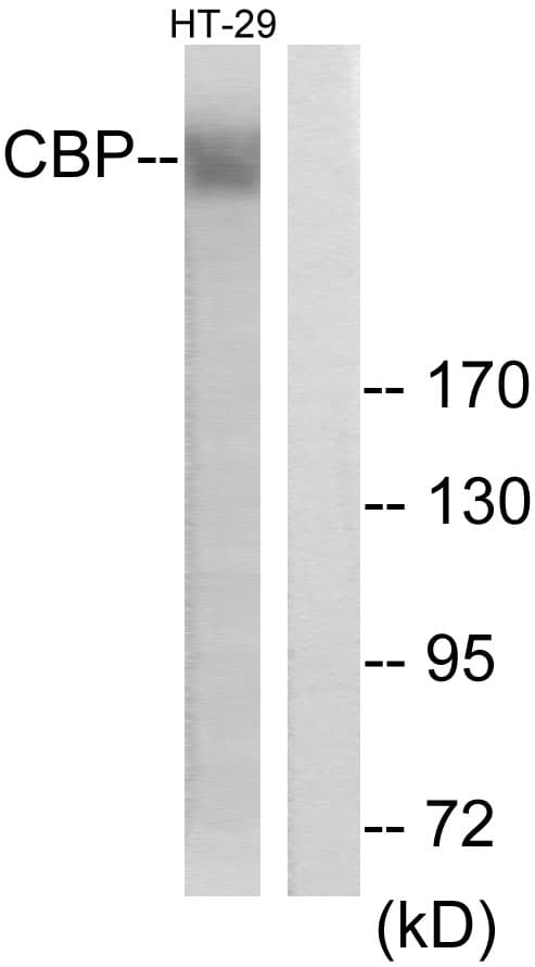 Polyclonal Rabbit anti-Human CREBBP / CREB Binding Protein Antibody (aa1501-1550, IHC, IF, WB)
