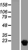 NUDT15 Protein (Over-Expression Lysate Myc-DDK (Flag))
