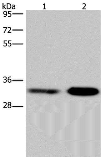 CDK5 Antibody