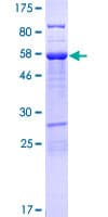 Human UBXN10 Protein (Recombinant GST)