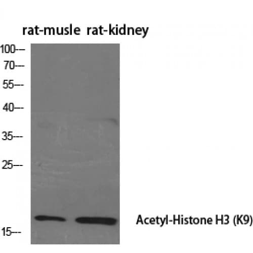 Histone H3 Antibody (1-80 aa)
