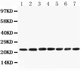 CNTF Antibody (aa2-200)