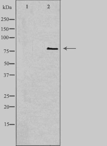 CNKSR1 Antibody