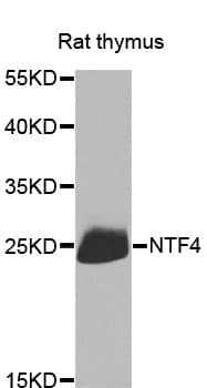 NTF4 / Neurotrophin 4 Antibody