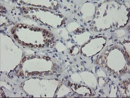 Monoclonal Mouse anti-Human MYL7 Antibody (clone 4.00E+07, Carrier-free, IHC, WB)