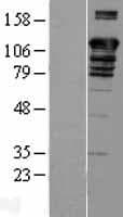 BAG6 / G3 / Scythe Protein (Over-Expression Lysate Myc-DDK (Flag))