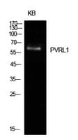Polyclonal Rabbit anti-Human Nectin-1 / PVRL1 Antibody (WB)