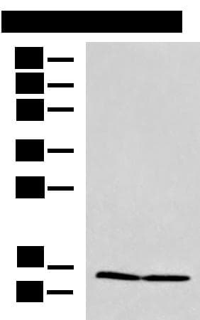 PAM16 Antibody