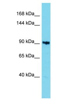 KIAA1614 Antibody (aa1075-1124)