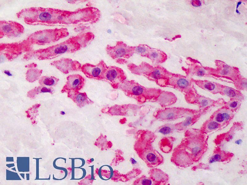 IHC-plus™ Polyclonal Rabbit anti-Human NOS3 / eNOS Antibody (aa1186-1203, IHC, WB)