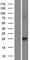 KLK12 / Kallikrein 12 Protein (Over-Expression Lysate Myc-DDK (Flag))