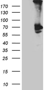 PLA2G3 Antibody (aa409-509, clone OTI8G8)