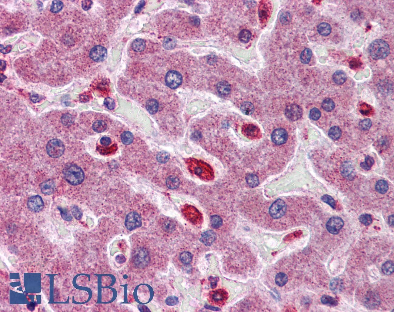 SIGIRR Antibody (C-Terminus)