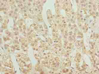 GNG11 Antibody
