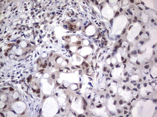 NHEJ1 / XLF Antibody (clone OTI1B5)