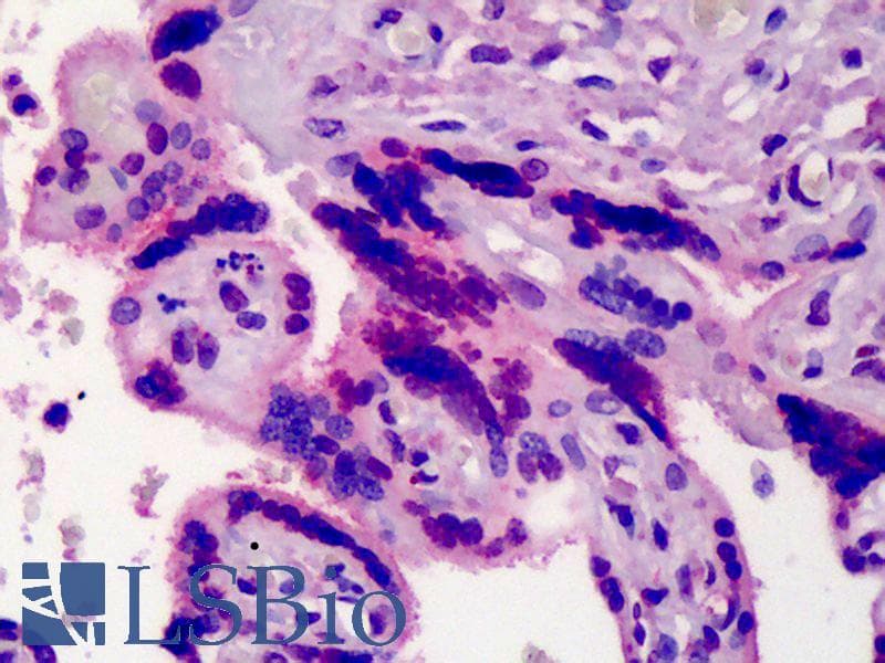 IHC-plus™ Monoclonal Mouse anti-Human NOS3 / eNOS Antibody (clone 6H2, IHC)