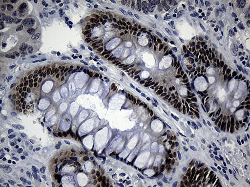 CDX1 Antibody (clone OTI3A1)