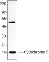 IHC-plus™ Monoclonal Mouse anti-Horse CYCS / Cytochrome c Antibody (clone 7H8.2C12, IHC, WB)