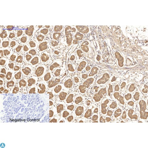 TUBA1B / Tubulin Alpha 1B Antibody