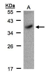 POU5F1 / OCT4 Antibody