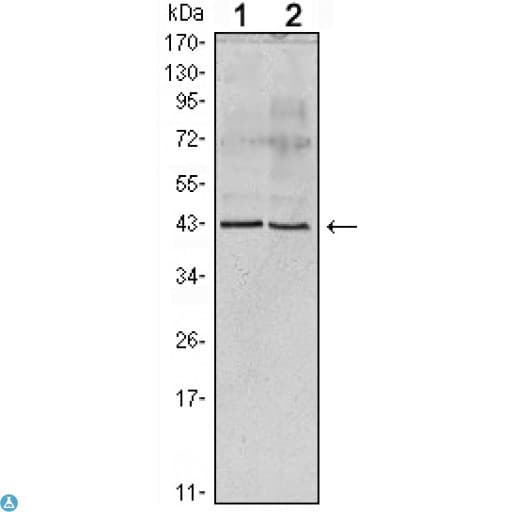 Monoclonal Mouse anti-Human Apolipoprotein A-V Antibody (WB)
