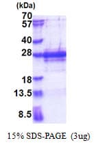 Human IPP2 / PPP1R2 Protein (Recombinant His)