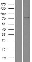 SF1 Protein (Over-Expression Lysate Myc-DDK (Flag))