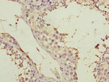 SPICE1 / CCDC52 Antibody