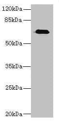 CAPN6 / Calpain 6 Antibody