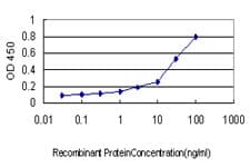 RALGDS Antibody (clone 1A11)