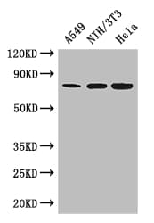 MX1 / MX Antibody