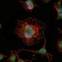 LHX2 Antibody (clone 6G2)