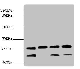 DR1 / NC2 Antibody