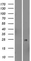 PSORS1C2 Protein (Over-Expression Lysate Myc-DDK (Flag))