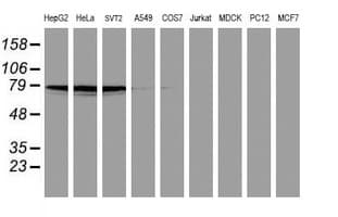 IHC-plus™ PDE4B Antibody (clone 1D12)