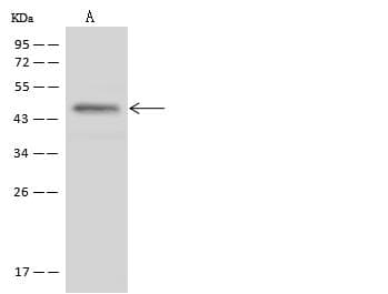ST3GAL2 Antibody