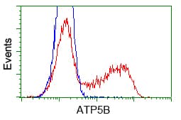 IHC-plus™ ATP5B / ATP Synthase Beta Antibody (clone 5G2)