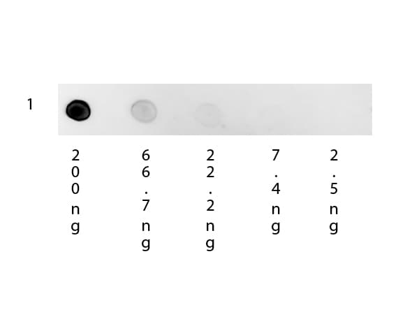 Polyclonal Mouse Anti-Human IgG Secondary Antibody (TRITC, IF, WB)