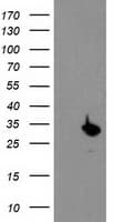 PSMB4 Antibody (clone OTI2C9)