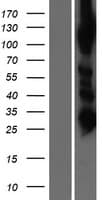 AARS2 Protein (Over-Expression Lysate Myc-DDK (Flag))
