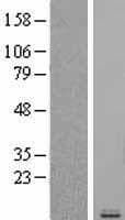 Human CCL5 / RANTES Protein (Over-Expression Lysate Myc-DDK (Flag))