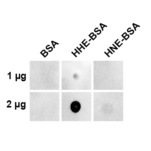 4-HNE Antibody (clone 5C11.1, PerCP)